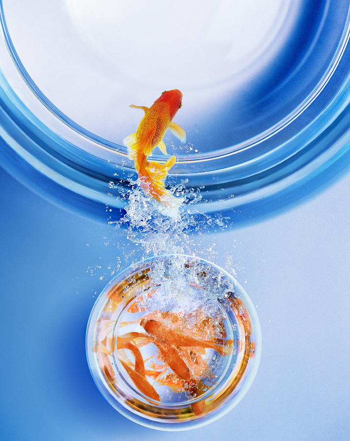 Goldfish Leaping From Overcrowded Bowl Photograph by Gandee Vasan