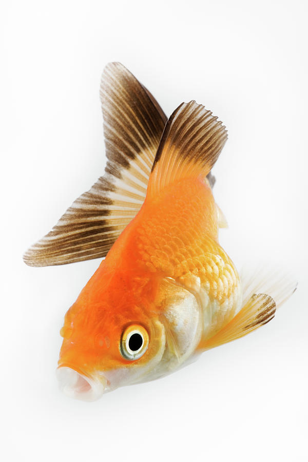 Goldfish Photograph by Martin Harvey