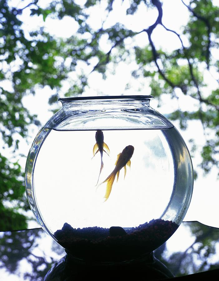 Goldfish Swimming In Bowl Photograph by Evan Sklar