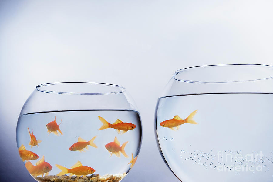 Fish Photograph - Goldfish That Has Escaped A Crowded Bowl by Conceptual Images/science Photo Library