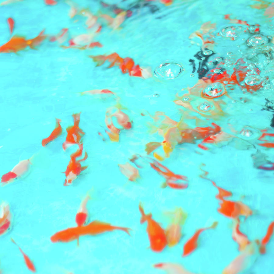 Goldfishes In Water Photograph by © Kaori Yoshida