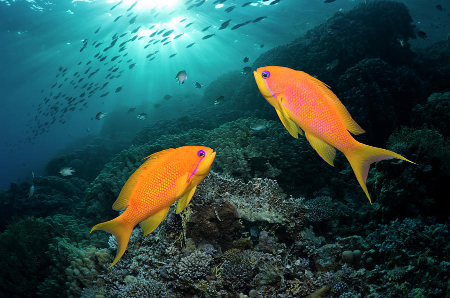 Goldies Over Coral Reef Photograph by Georgette Douwma
