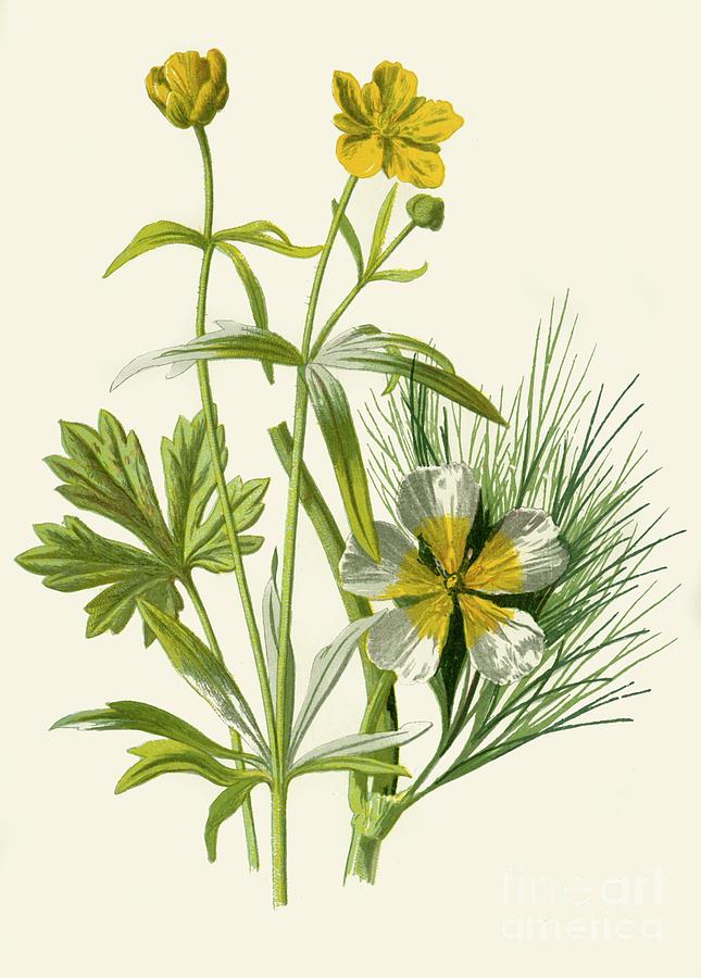 Goldilocks Water Ranunculus Drawing by Print Collector