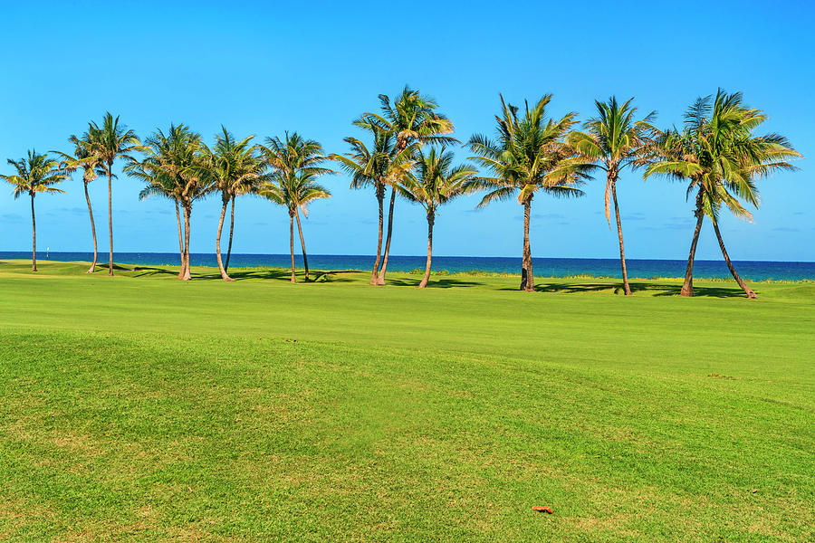 Golf Course With Palm Trees Digital Art by Laura Zeid