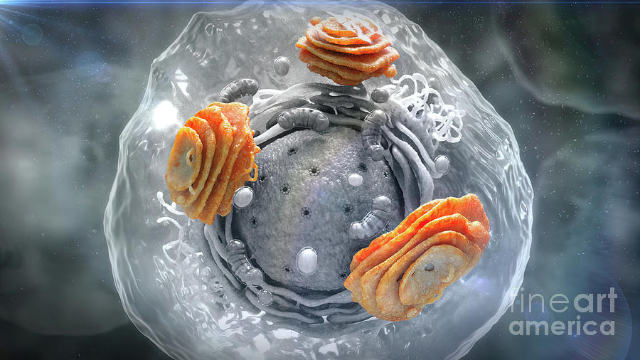 Golgi Apparatus In A Human Cell Photograph by Helix Animation / Science ...