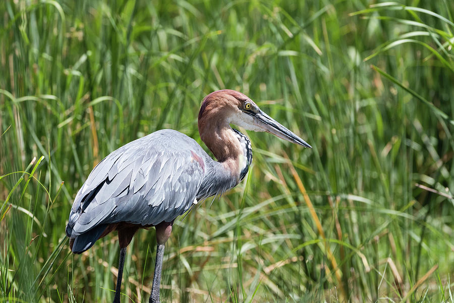 Goliath Heron (ardea Goliath), Tsavo, Kenya, Africa Digital Art by ...