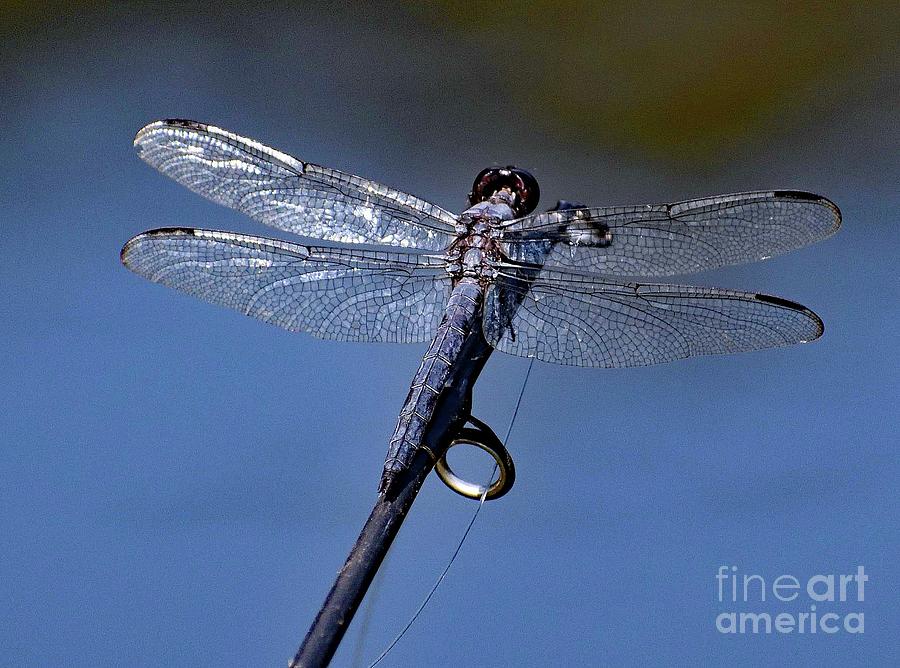 Gone Fishing - Blue Dasher Dragonfly Photograph
