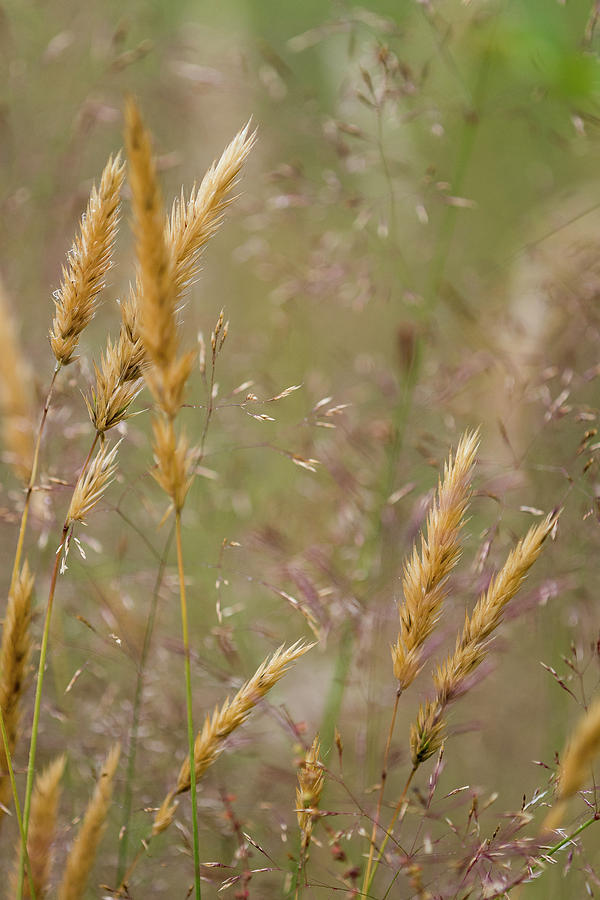 Gone to Seed by Robert Potts Gone to Seed by Robert Potts