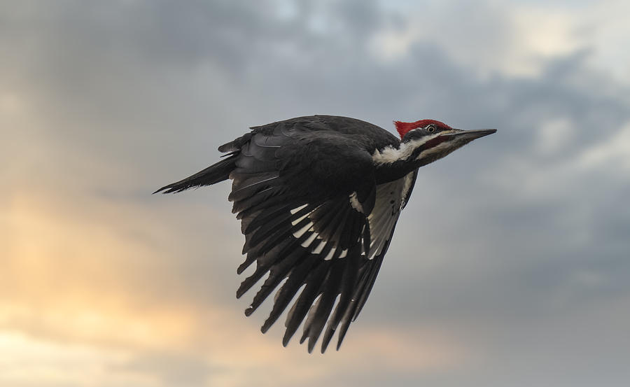 Woodpecker Photograph - Gone With The Sun by Peter Stahl