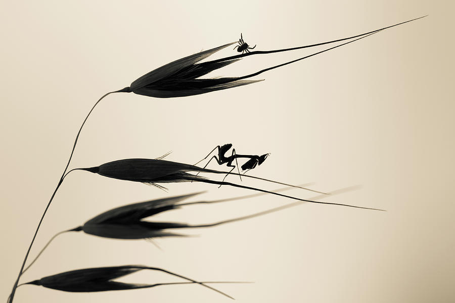 Gone With The Wind Photograph by Fabien Bravin