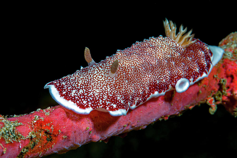 Goniobranchus Reticulatus On A Rope Photograph by Bruce Shafer