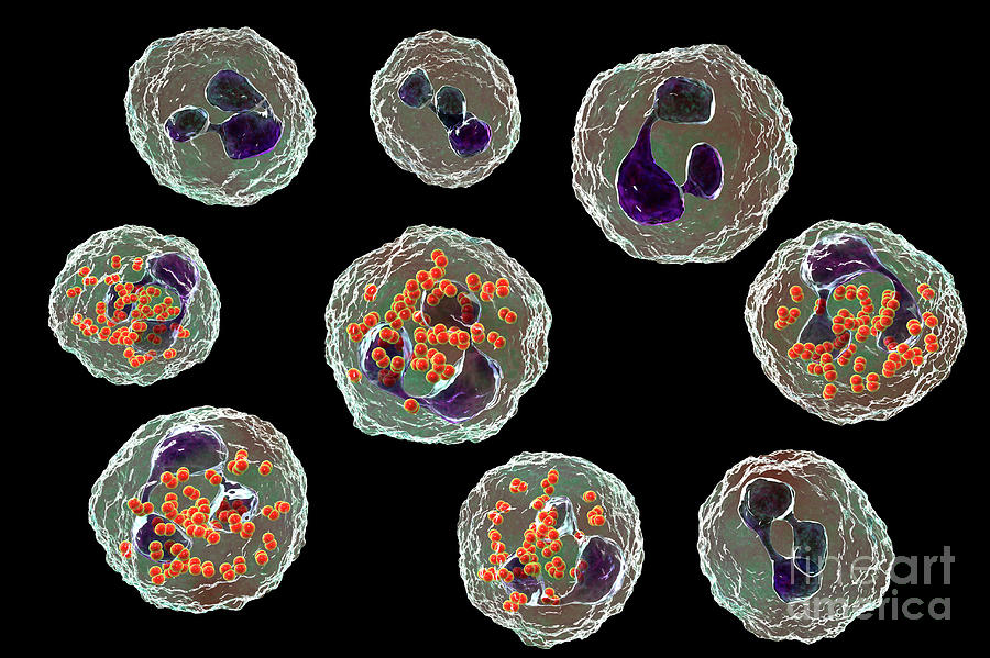 Gonorrhoeae Bacteria Inside Neutrophils Photograph By Kateryna Kon