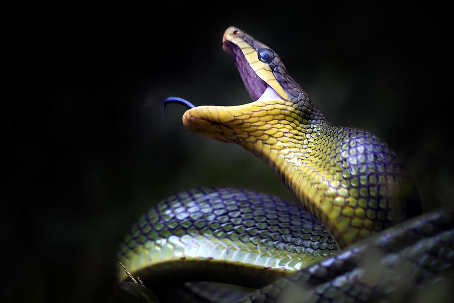 Gonyosoma Oxycephala - Javanese Green Snake Photograph by Fauzan Maududdin