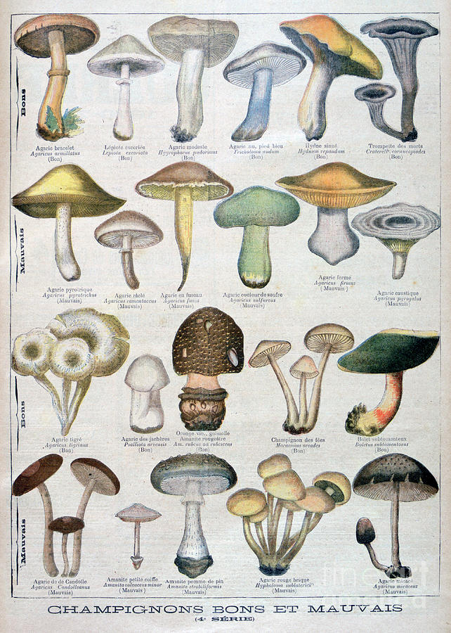 Good And Bad Mushrooms, 1896 Drawing by Print Collector