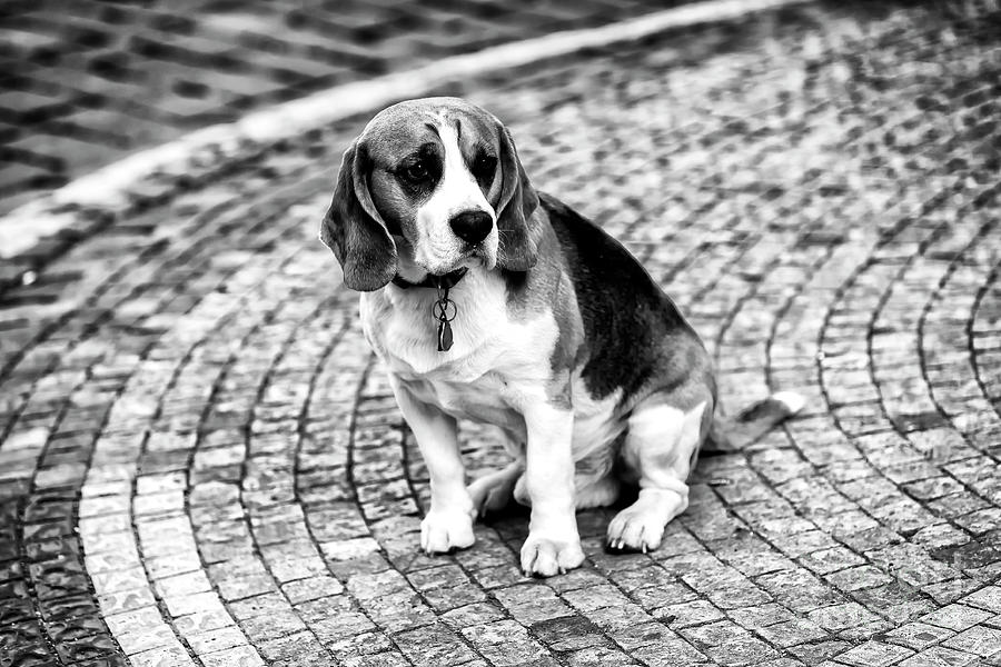 Good Boy in Prague Photograph by John Rizzuto