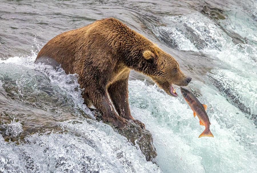 Salmon Photograph - Good Catch by Ning Lin