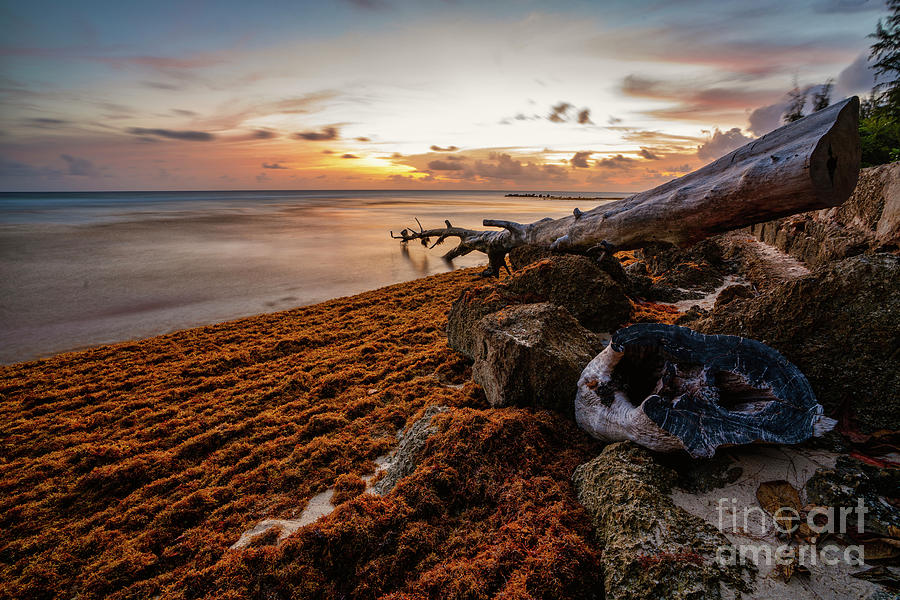 Good Evening South Coast by Hugh Walker Good Evening South Coast by Hugh Walker