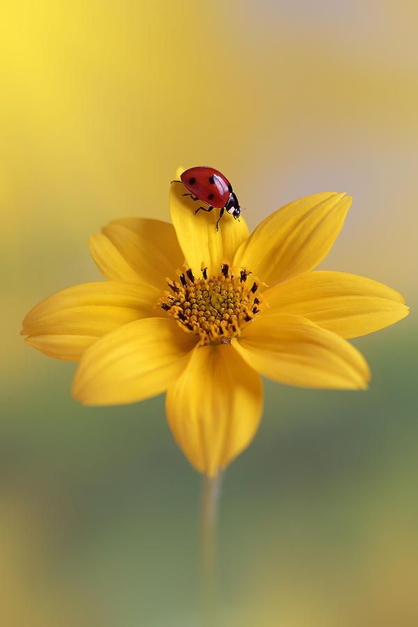 Ladybug Photograph - Good Luck by Benedetta Lavezzi