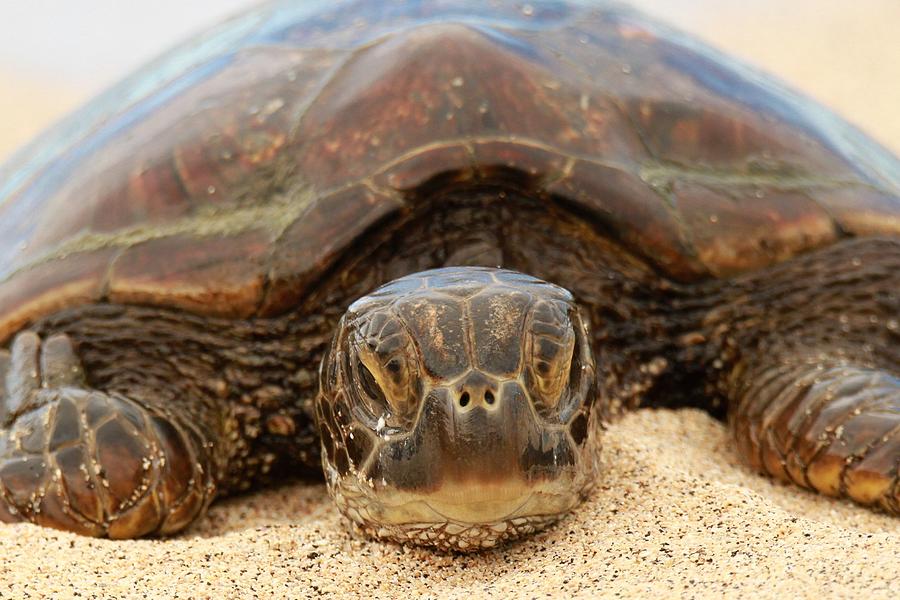 The Good Luck Turtle Photograph by Christopher Miles Carter - Fine Art ...