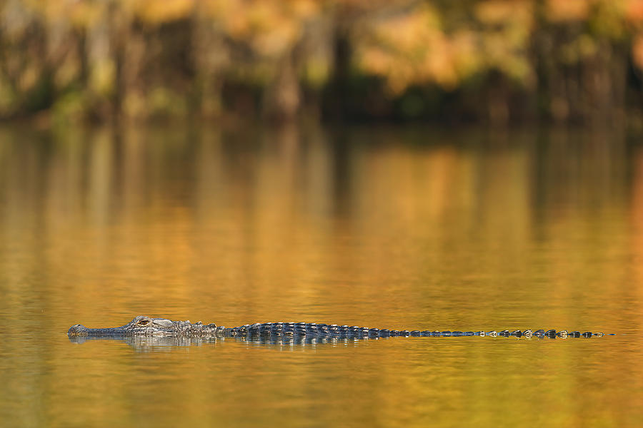 Nature Photograph - Good Morning, Alligator! by Aidong Ning