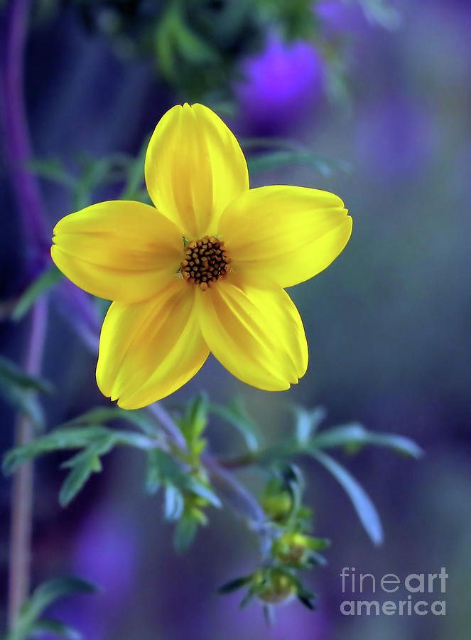 Good Morning April Photograph By Cheryl Gidding - Fine Art America