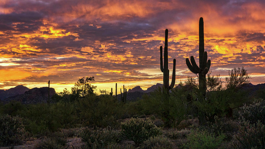 Good Morning Arizona Style  Photograph by Saija Lehtonen