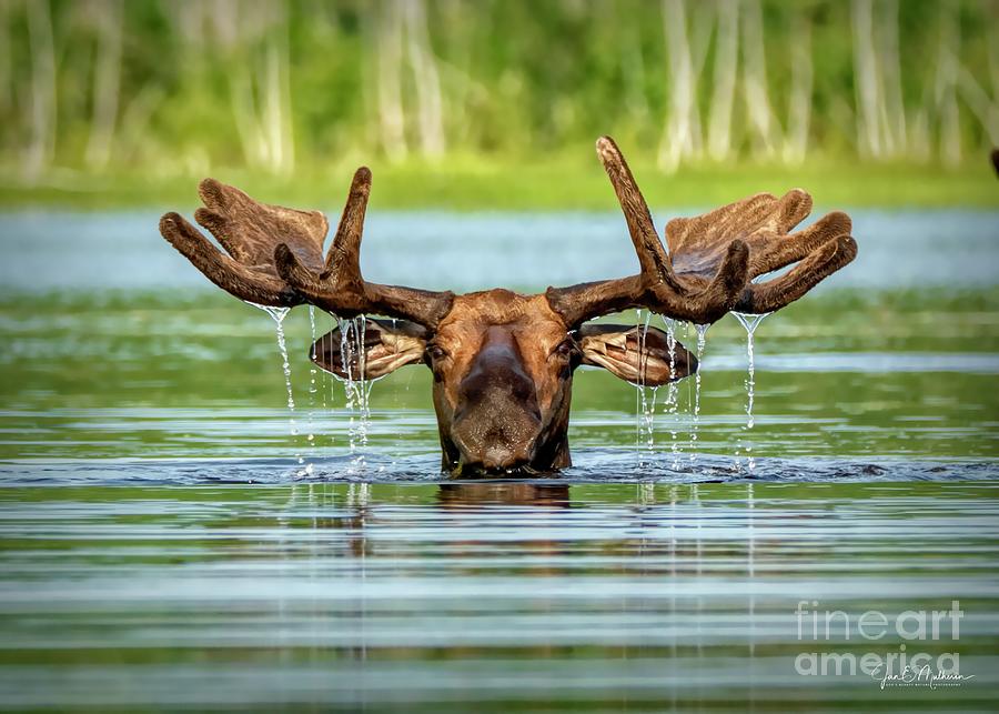 Good Morning from Allagash Maine - Bull Moose Photograph by Jan Mulherin
