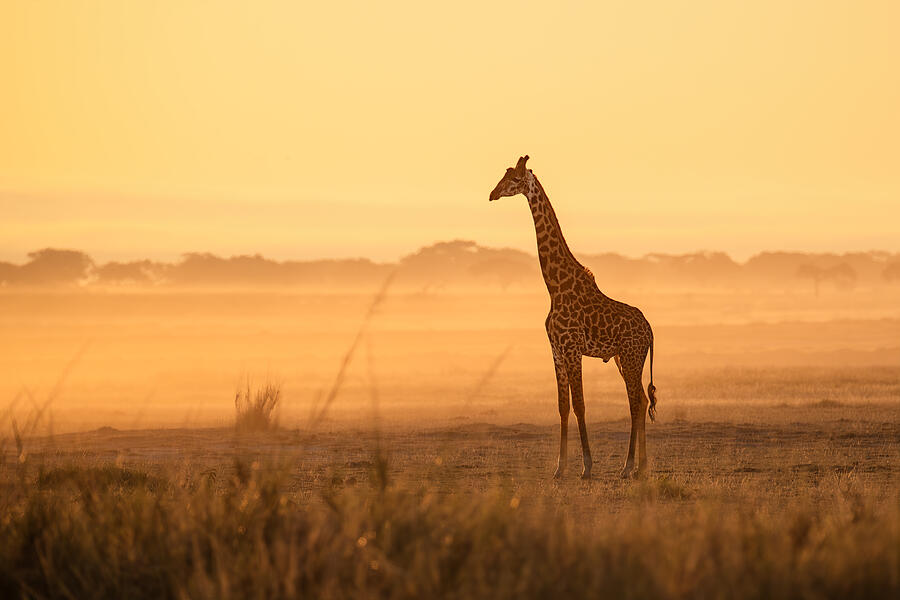 Good Morning, Giraffe Photograph by Siyu And Wei Photography