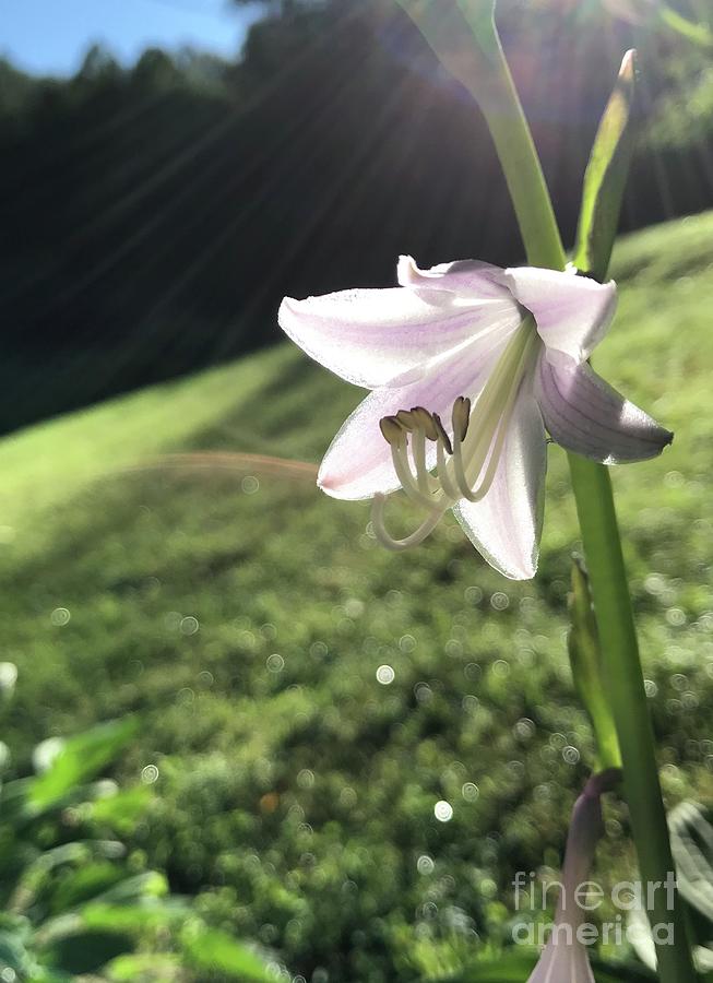 Nature Photograph - Good Morning Hosta Blossom by Sheena Kohlmeyer