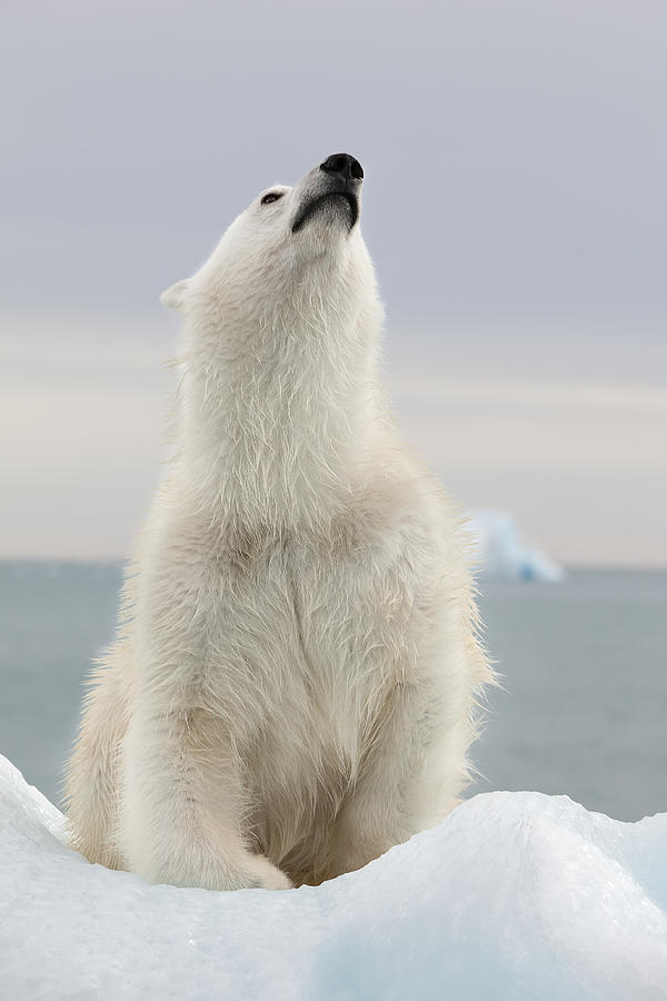 Polar Bear Photograph - Good Morning by Joan Gil Raga