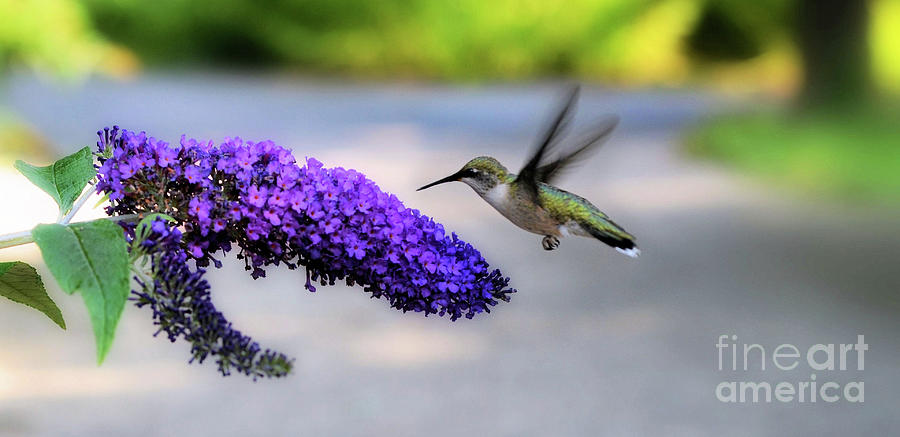 Good Morning little Hummingbird Photograph by Elaine Manley