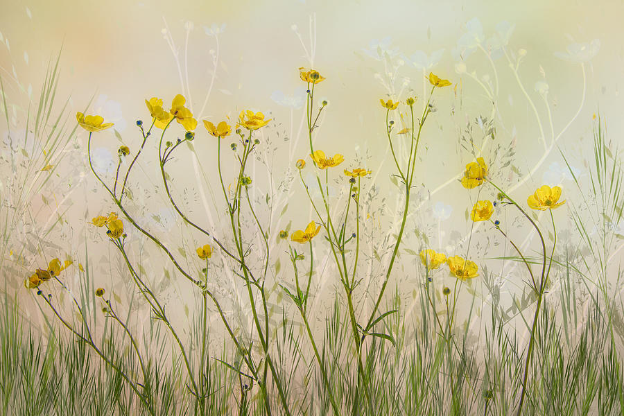 Flower Photograph - Good Morning! by Nel Talen