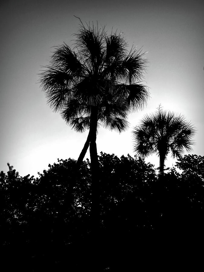 Good Morning Palms by Robert Stanhope Good Morning Palms by Robert Stanhope