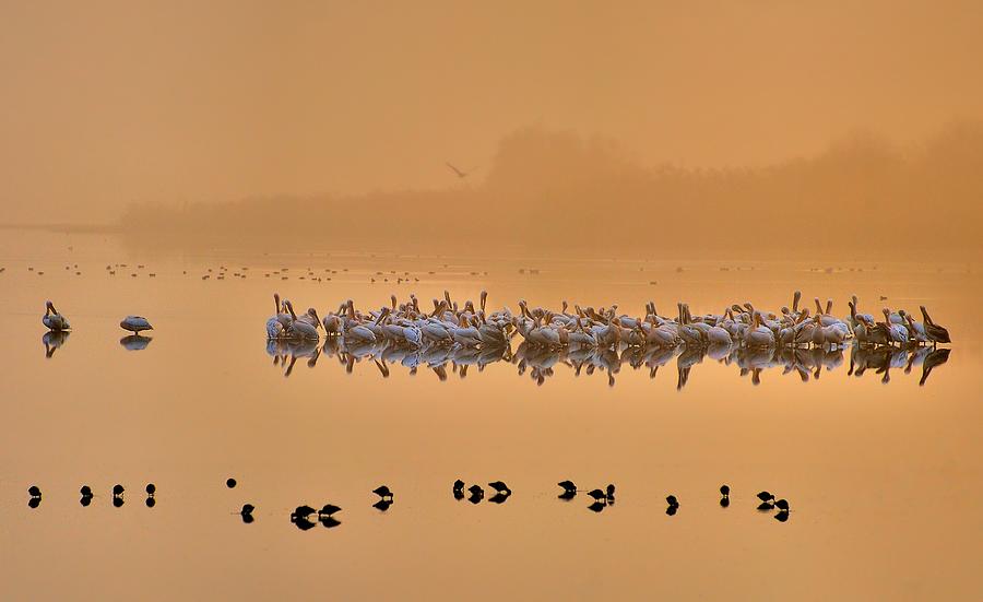 Pelican Photograph - Good Morning Pelicans ! by Yair Tzur