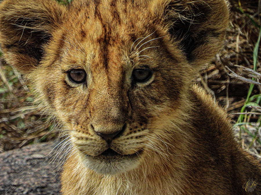 GOOD MORNING SIMBA by Elie Wolf GOOD MORNING SIMBA by Elie Wolf