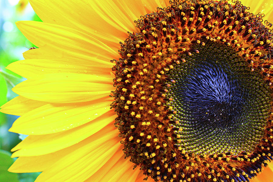 Good Morning Sunflower Photograph by Selena Lorraine | Fine Art America