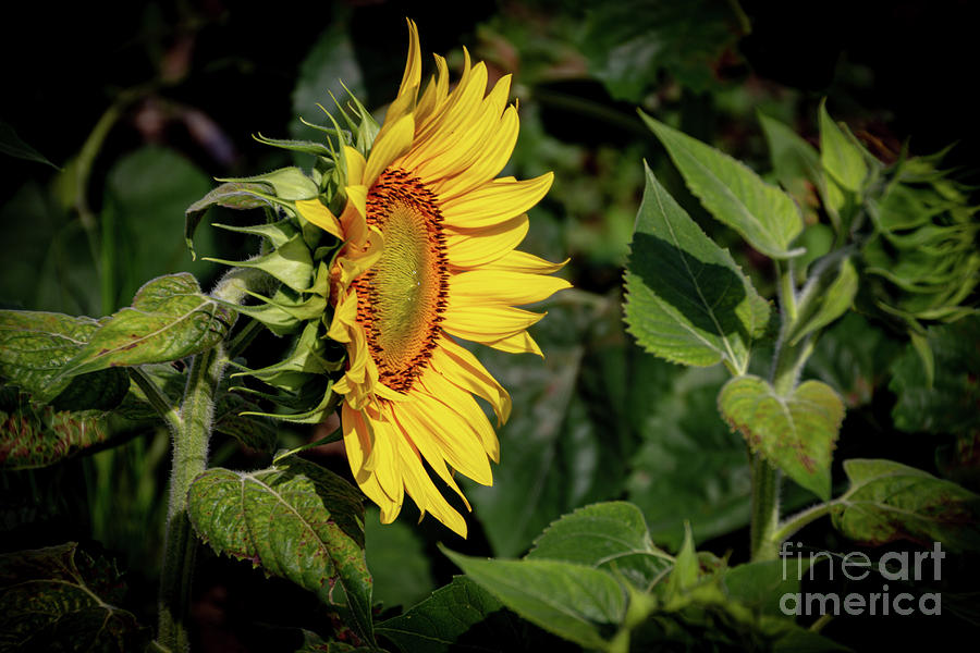 Good Morning Sunshine by William Norton Good Morning Sunshine by William Norton