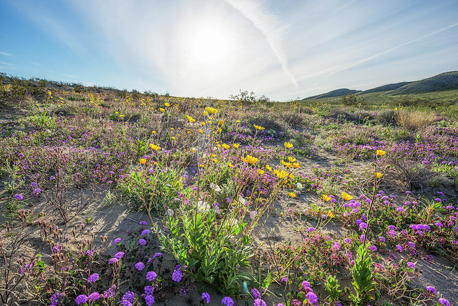 A Good Morning For Wildflowers Photograph by Joseph S Giacalone