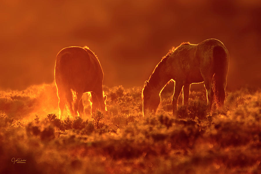 Good Night, Beautiful Mustangs by Judi Dressler Good Night, Beautiful Mustangs by Judi Dressler