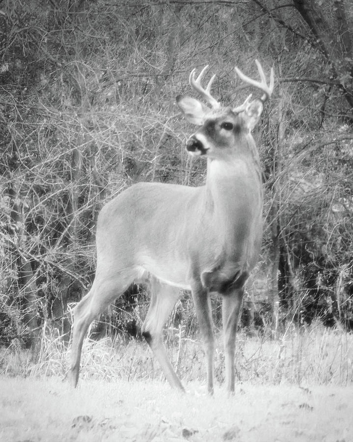 Deer Photograph - Good Night Deer by Red Cross Deer Photograph - Good Night Deer by Red Cross