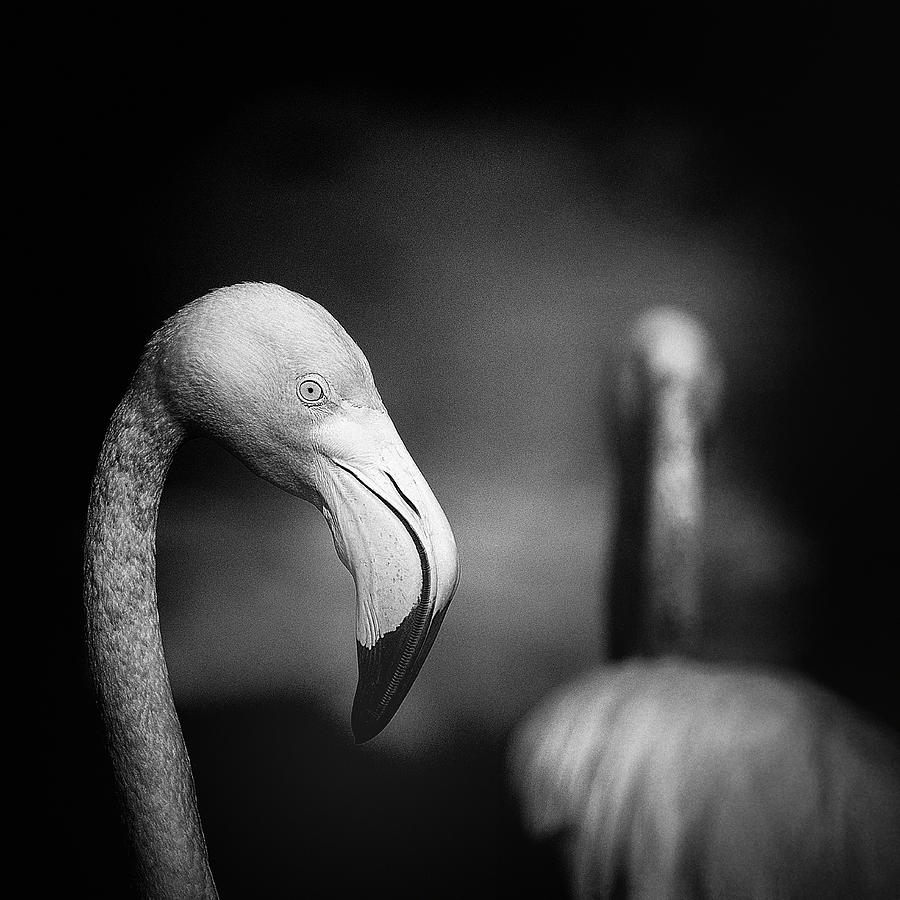 Flamingo Photograph - Goodbye by Claudio Moretti