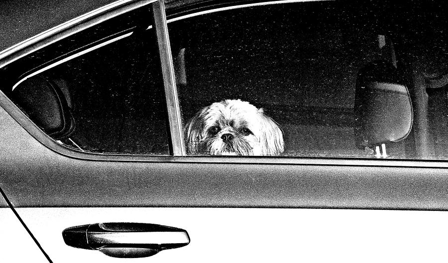 Dog Photograph - Goodbye by Ray Clark