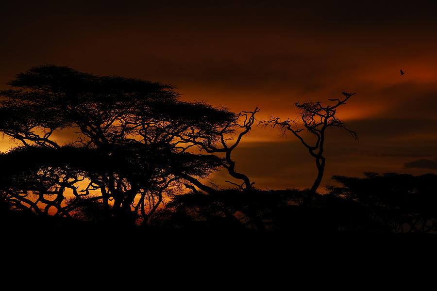 Goodnight Africa Photograph by C. Ray Roth