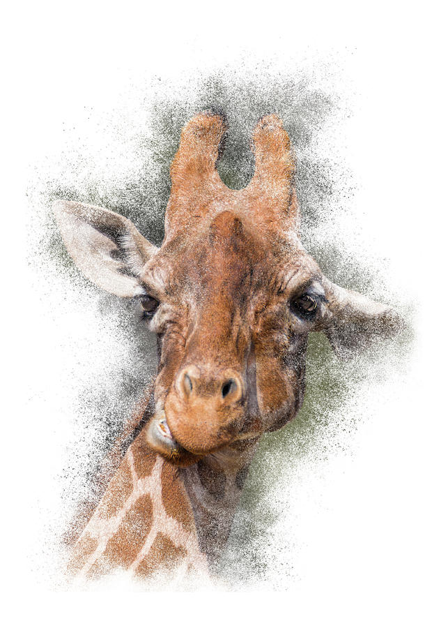 Giraffe Portrait #2 Photograph by Patti Deters
