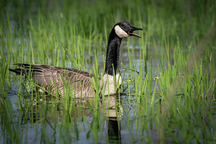 Goose 12 Photograph by David Heilman