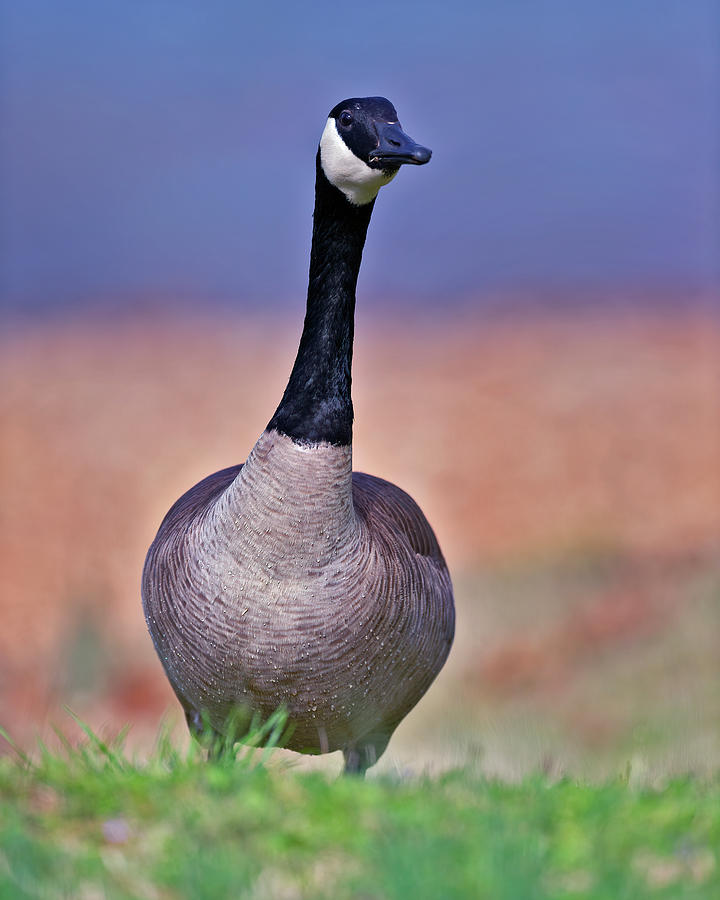 Goose alert Photograph by Gary Langley