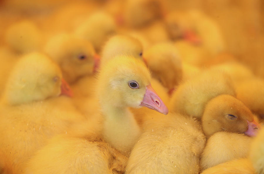 Goose and Ducklings Are Seen in a Cage Photograph by Vasily Fedosenko ...