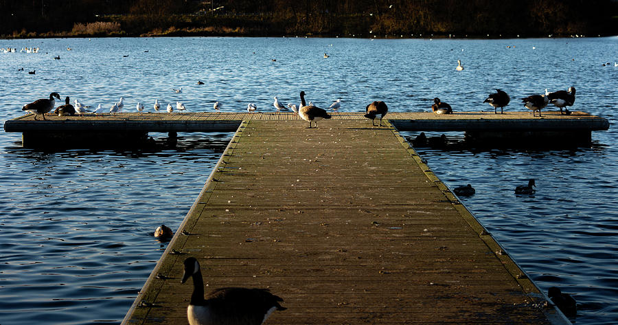 Goose and Seagull Jetty Photograph by Scott Lyons