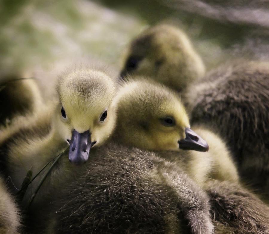 Goose Babies Photograph by Anna Cseresnjes