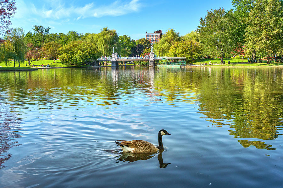 Goose, Boston Public Garden, Ma Digital Art by Laura Zeid